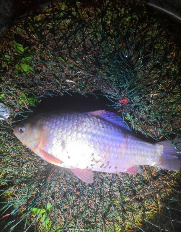 Night fishing (night fishing pictures are real)